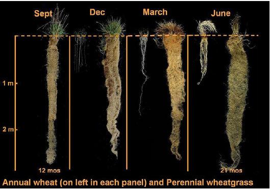 annual-wheat-and-pernnial-wheatgrass