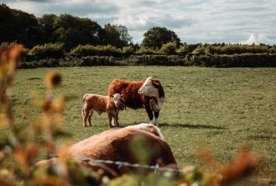 pré-vache