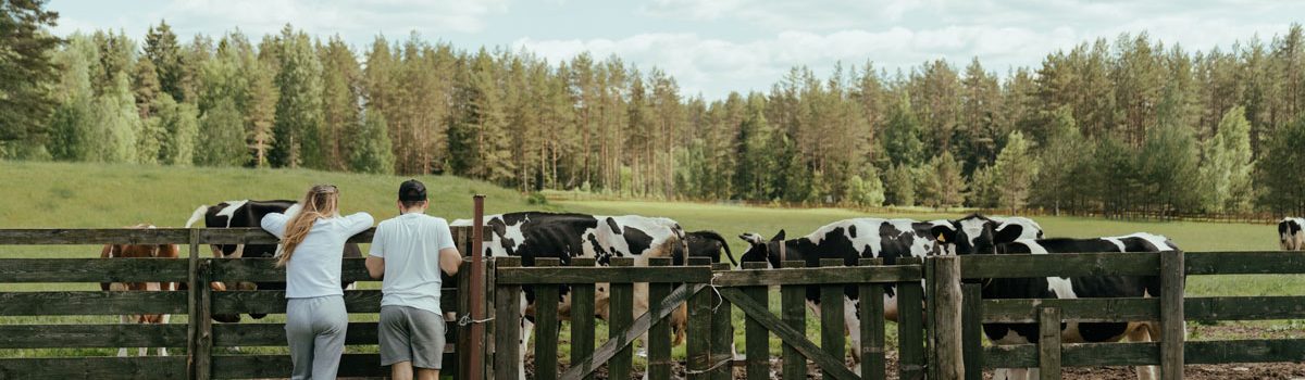 vache-ferme